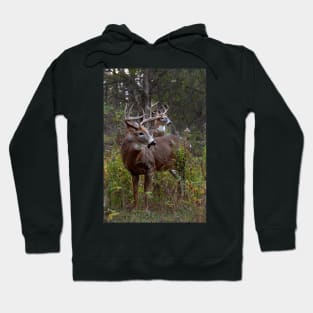 A Hard Days Rut - White-tailed deer Hoodie